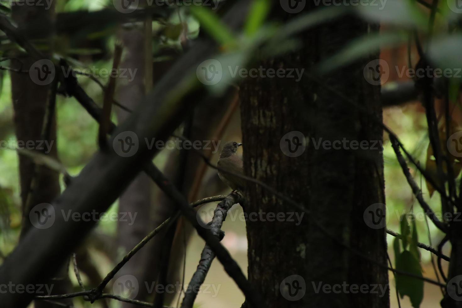 Olive Winged Bulbul behind a tree photo