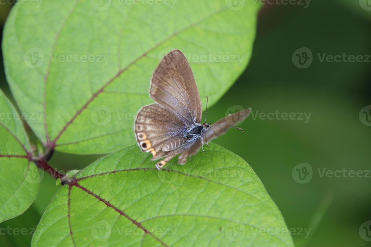 Gram Blue Butterfly on a leaf photo