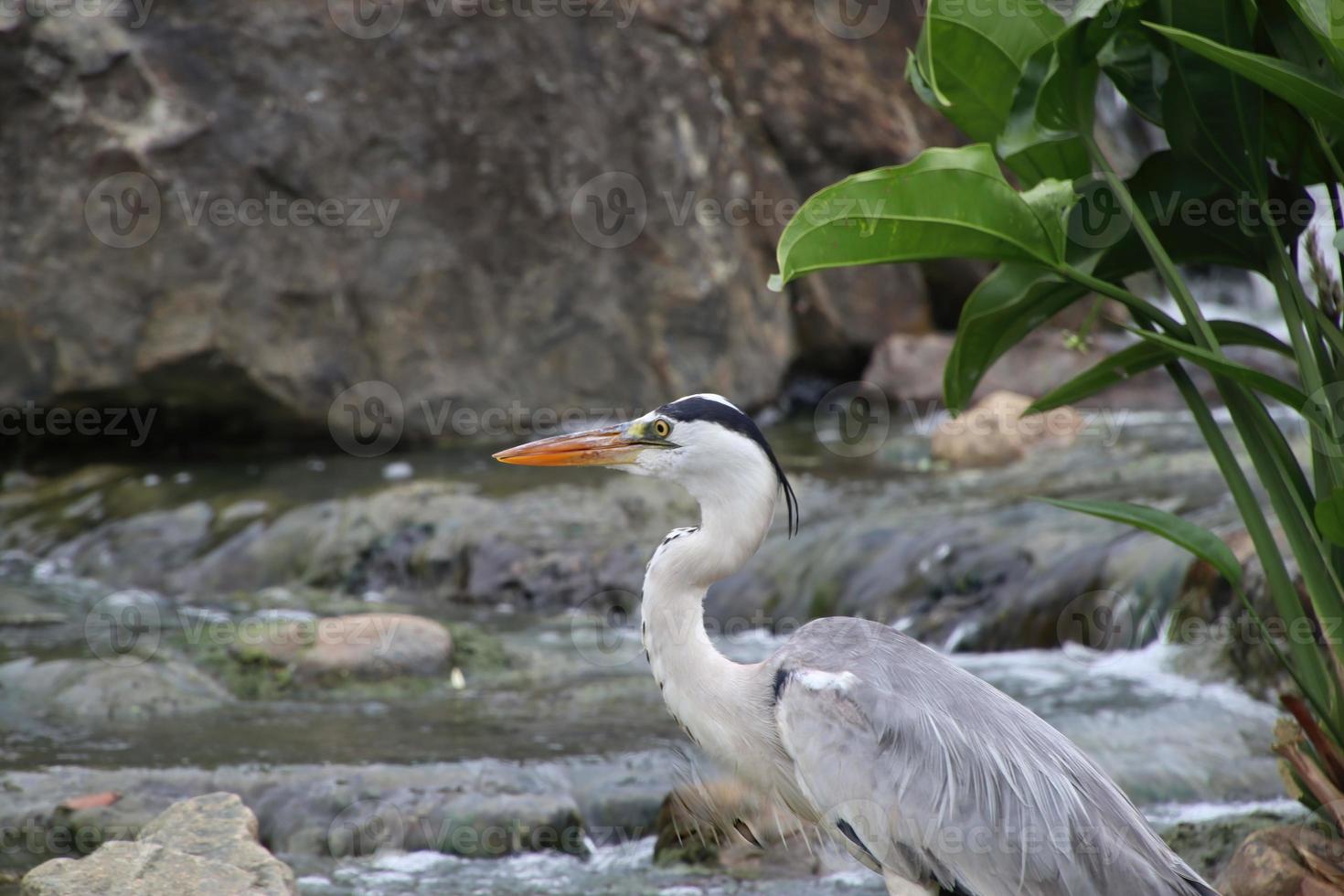 Grey Heron in a park photo