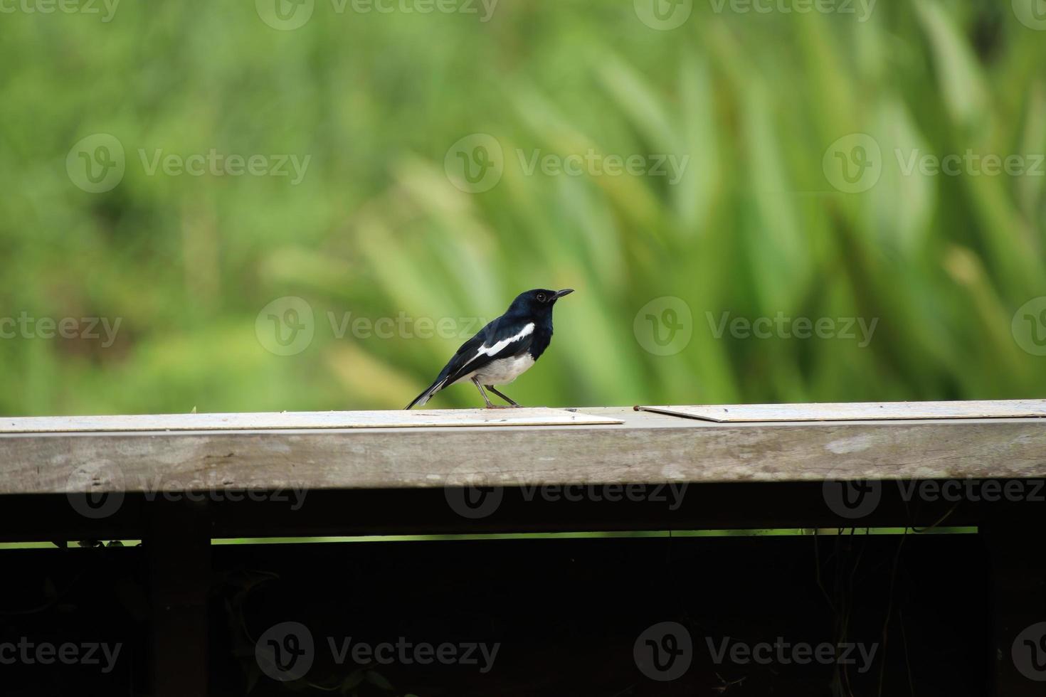 Oriental Magpie Robin Close up in a park photo
