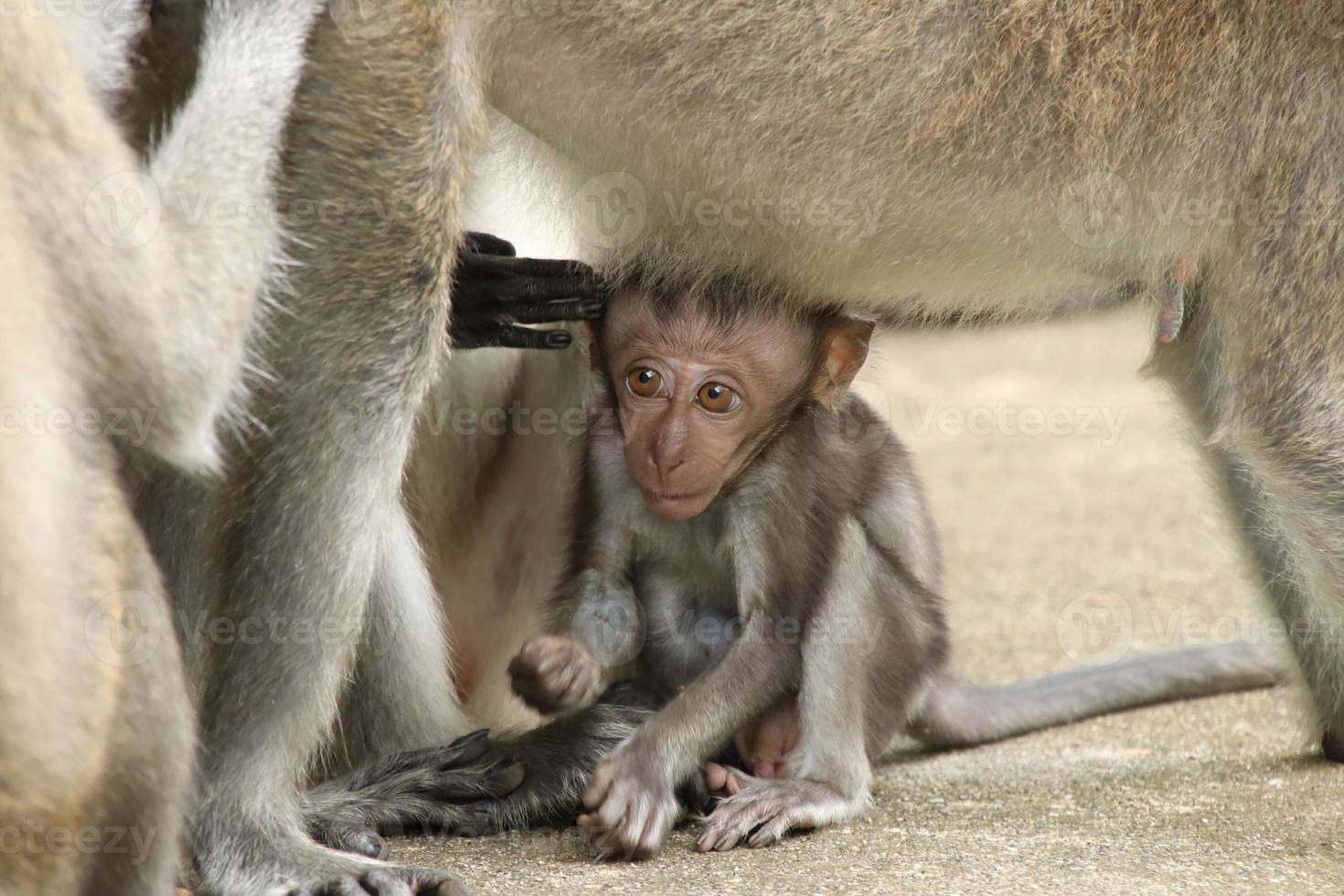 Long tailed Macaque macaca fascicularis photo