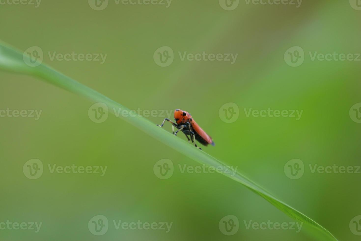 Orange Sharpshooter beetle on a leaf photo
