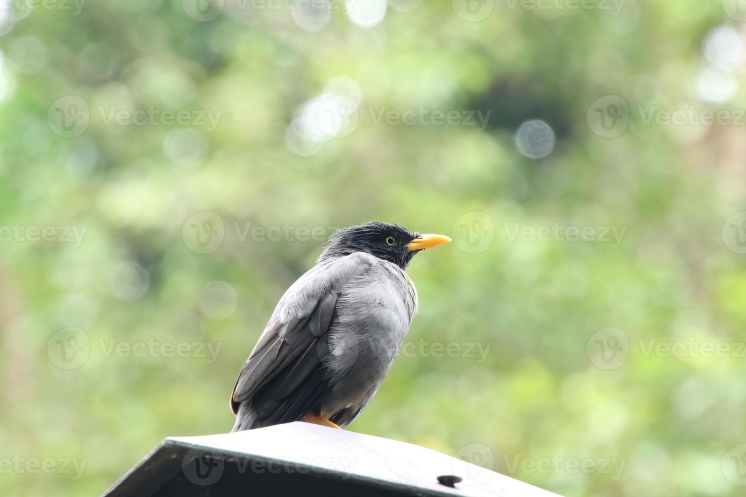 Javan Mynah on a lamppost under the sun photo