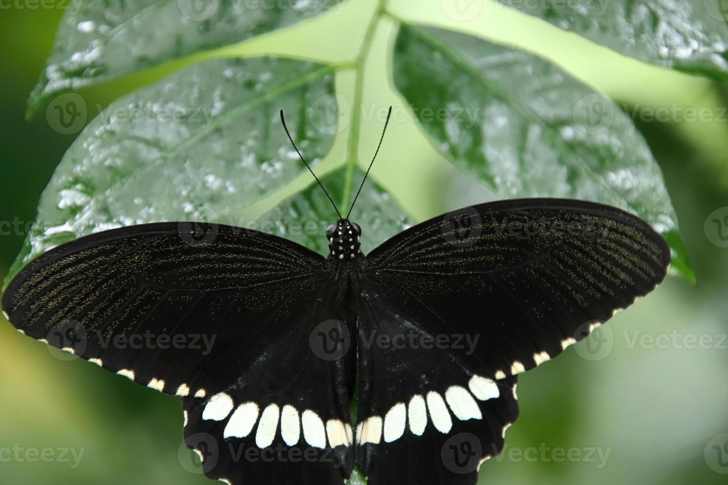 Common Mormon Swallowtail Butterfly resting on a leaf under the shade photo