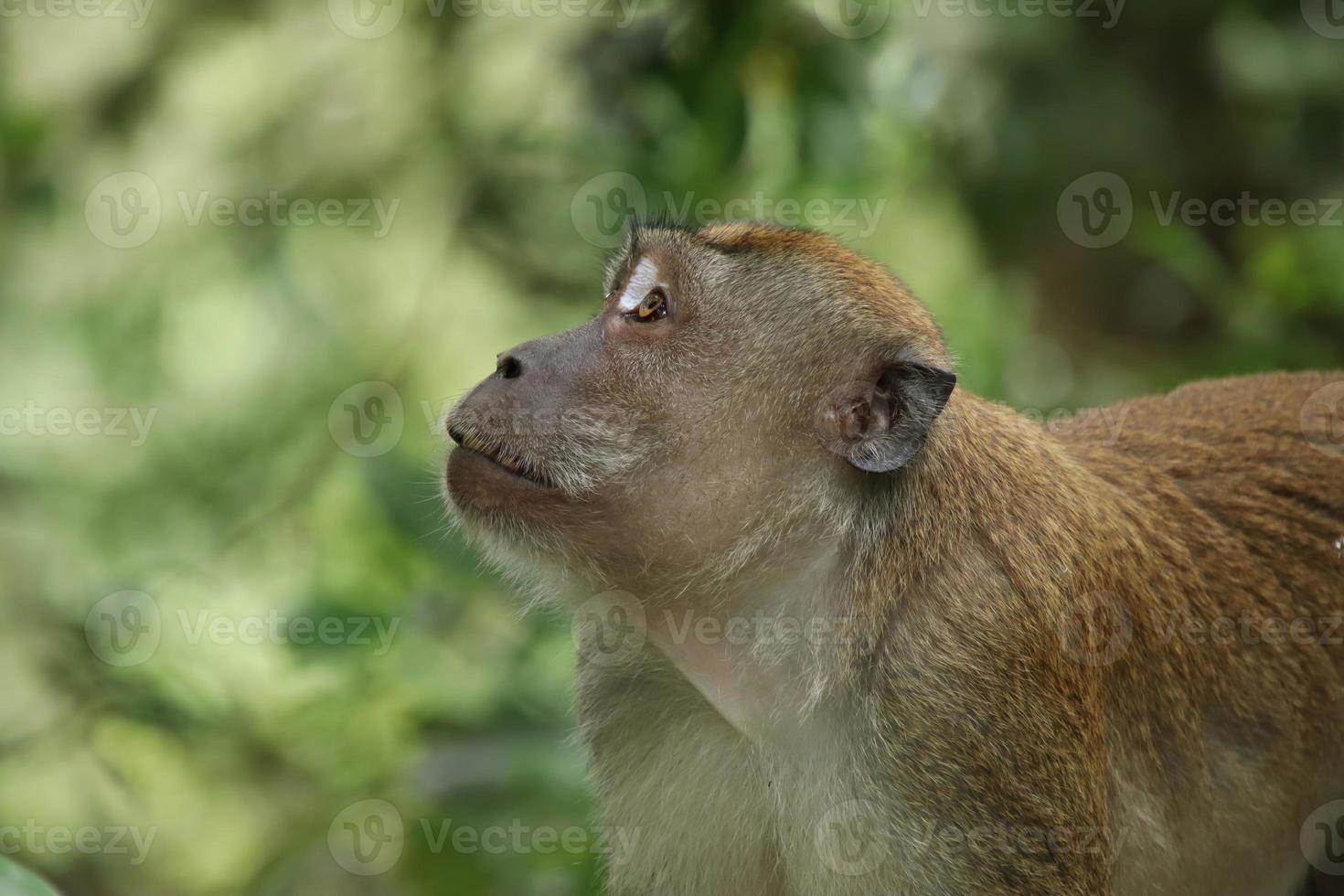 Long tailed Macaque Monkey looking into the sky or ground photo