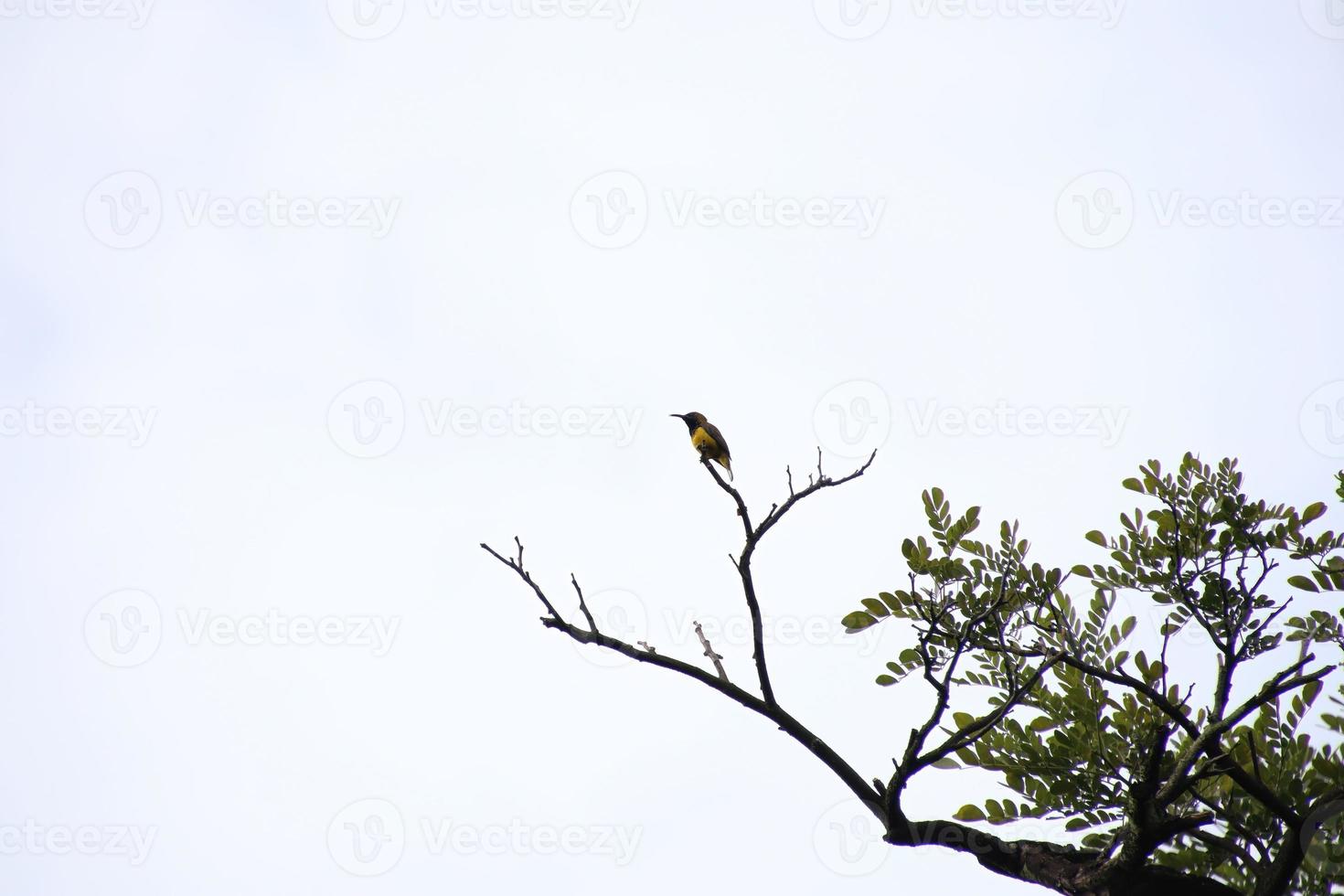 Sunbird con respaldo de oliva posado en la parte superior de una rama de árbol foto