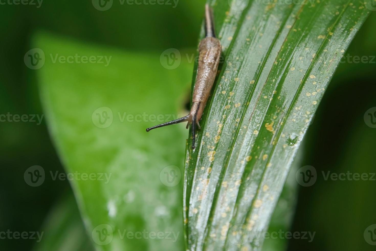 Yellow shelled semi slug feeding on a leaf photo