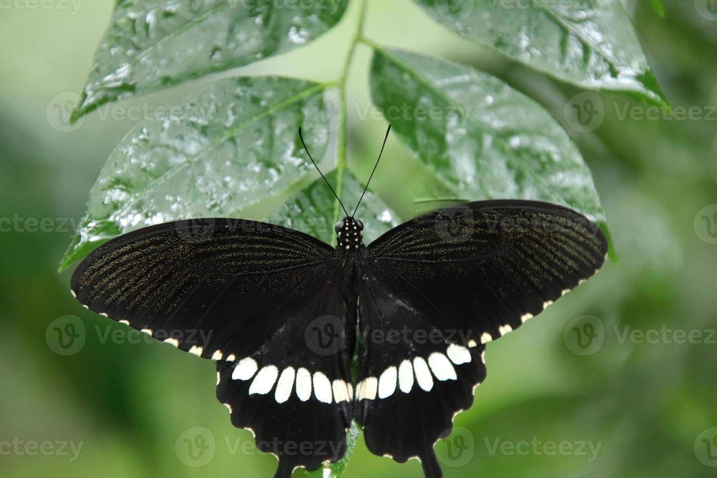 Common Mormon Swallowtail Butterfly resting on a leaf under the shade photo