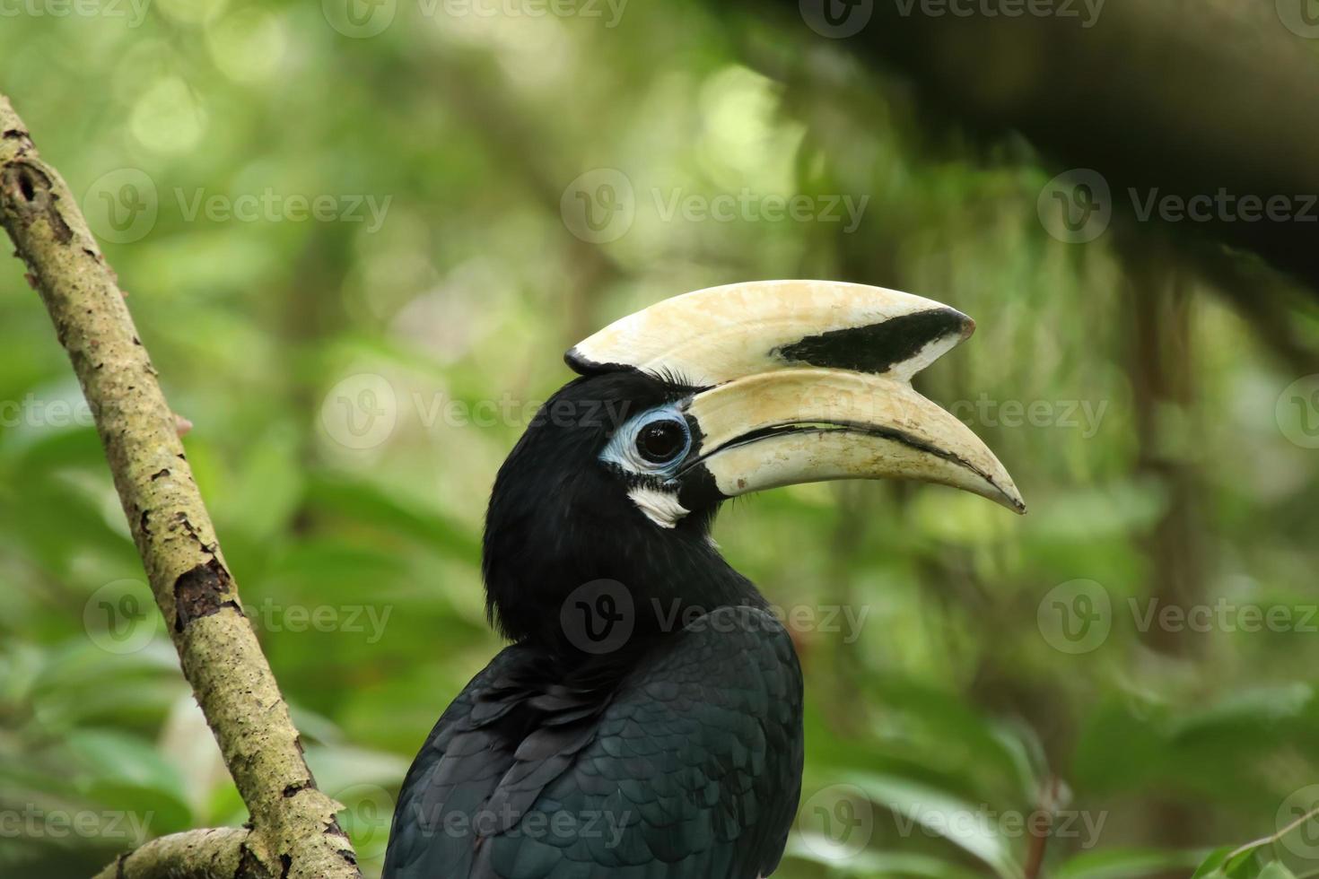 Oriental Pied Hornbill in a mangrove looking at the camera photo