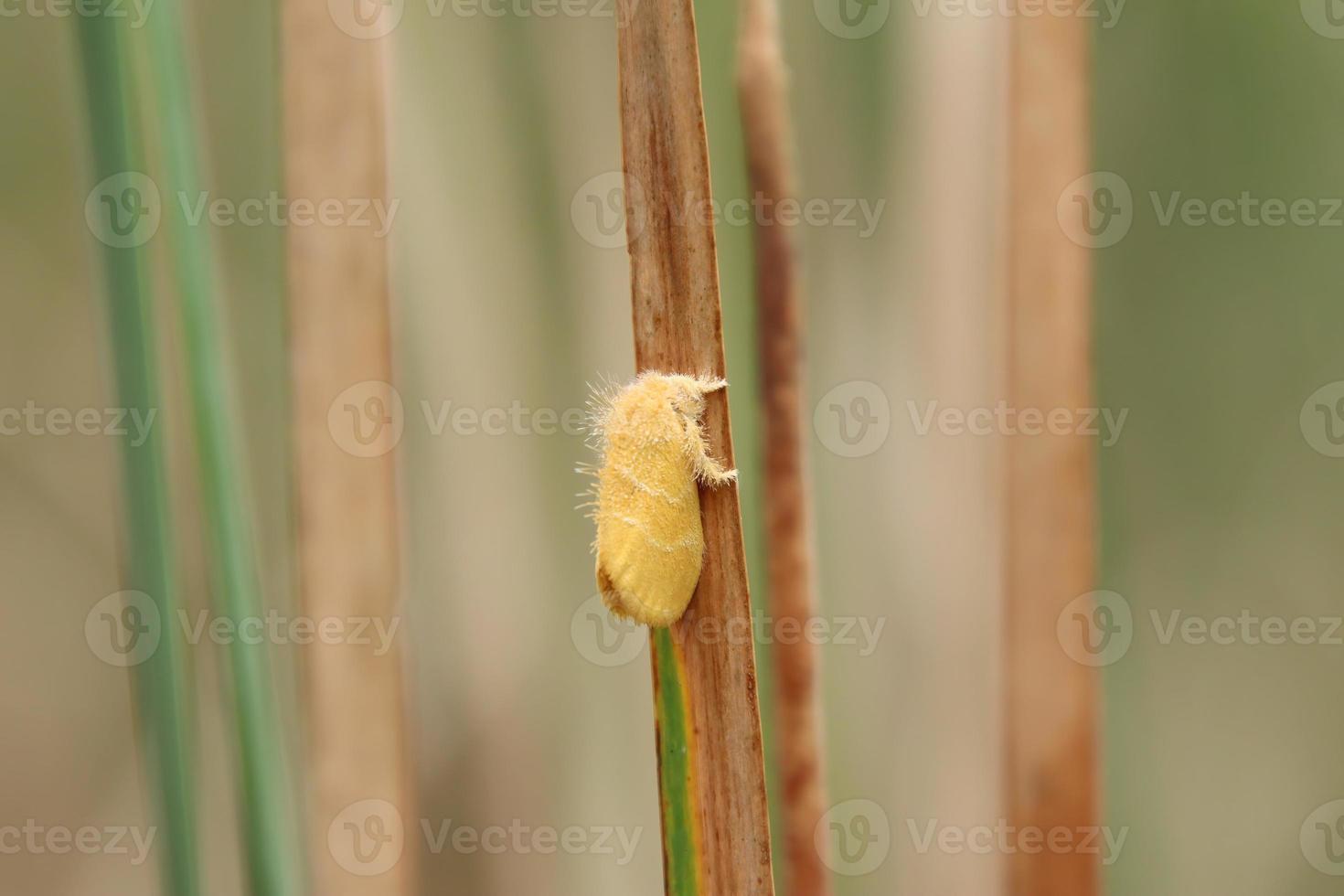 Yellow Tussock Moth on a stem photo