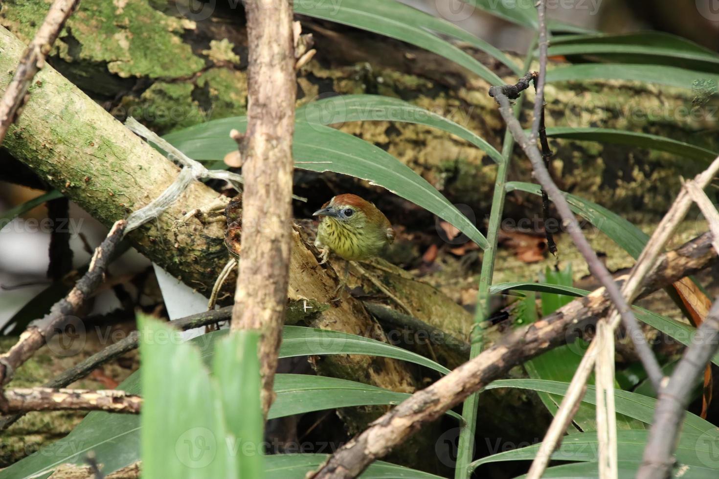 Pin Stripped Tit Babbler in a mangrove photo