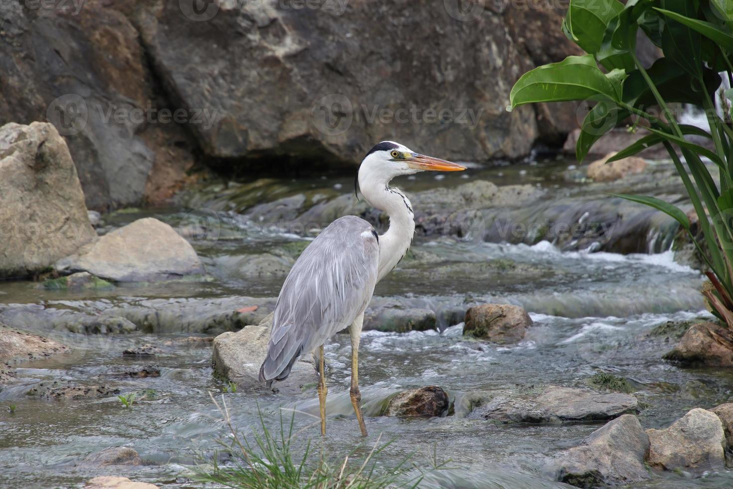 Grey Heron in a park photo