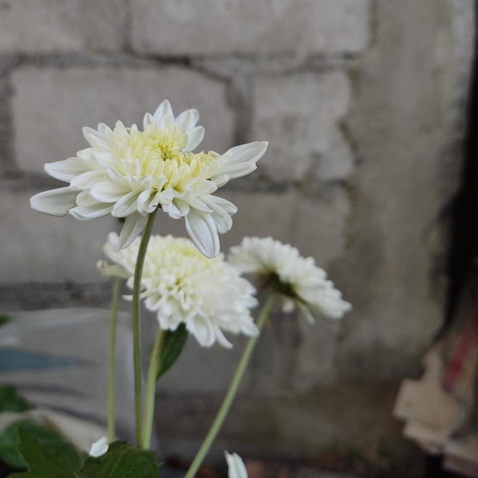 Chrysanthemum Flower in the morning photo