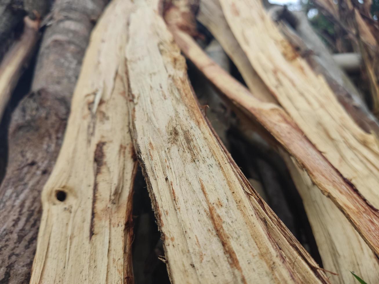 Firewood is ready to use photo