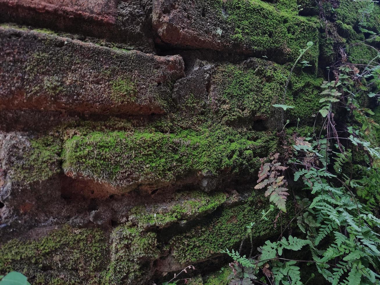 The brick wall covered with green moss photo