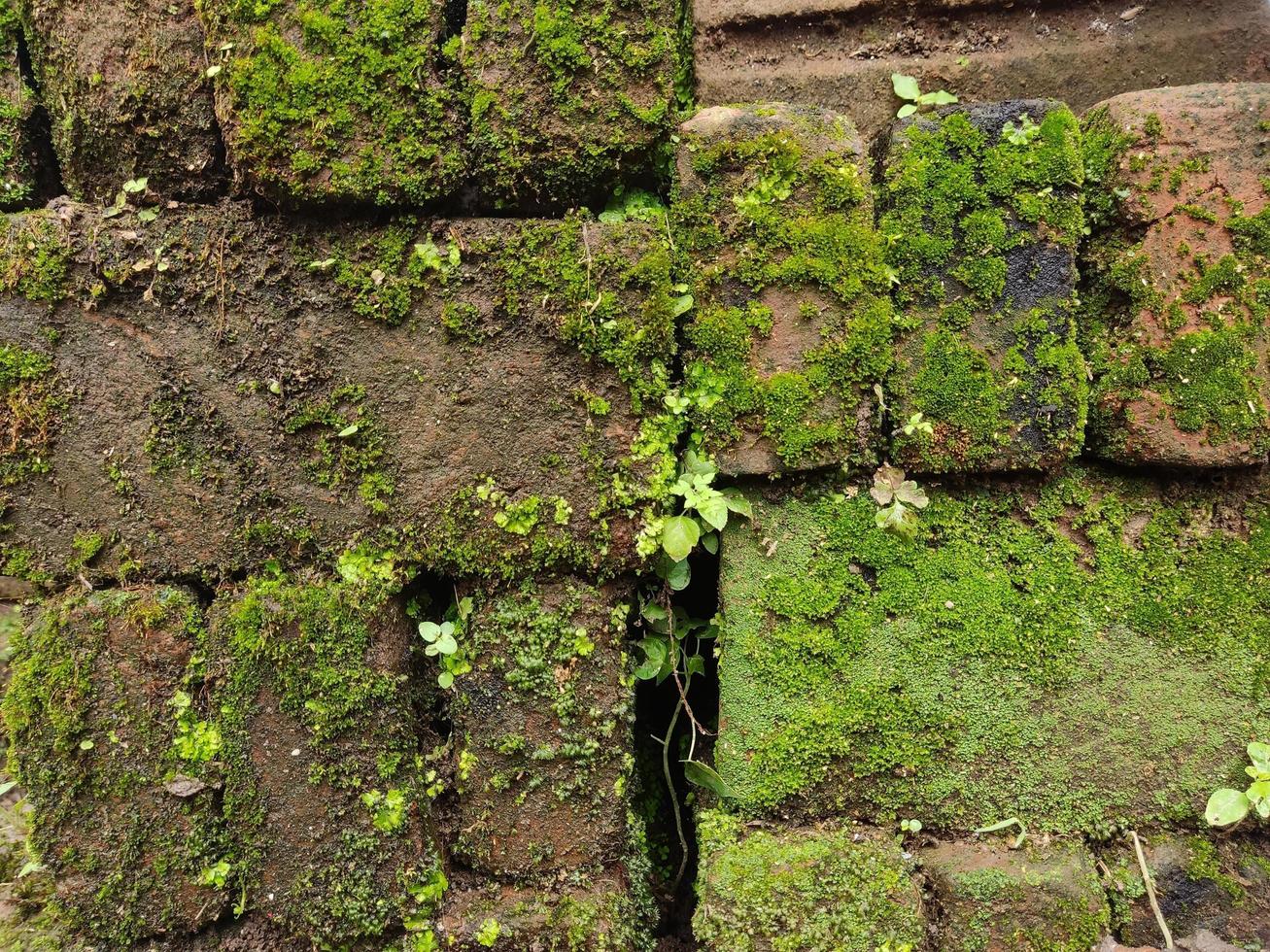 mossy bricks - background photo