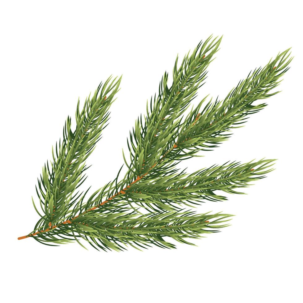 Fir Branch Isolated on White Background. Christmas Tree. vector