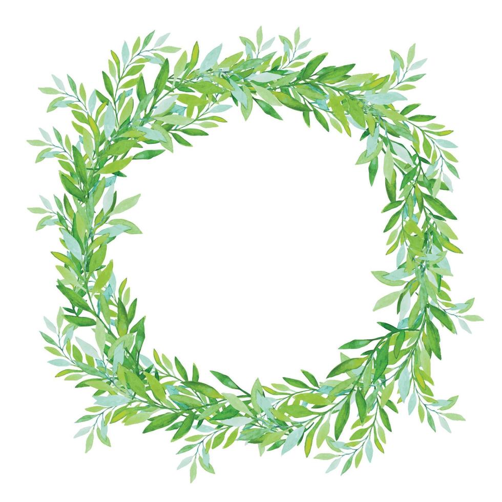 Olive wreath isolated on white background. Green tea tree leaves. vector