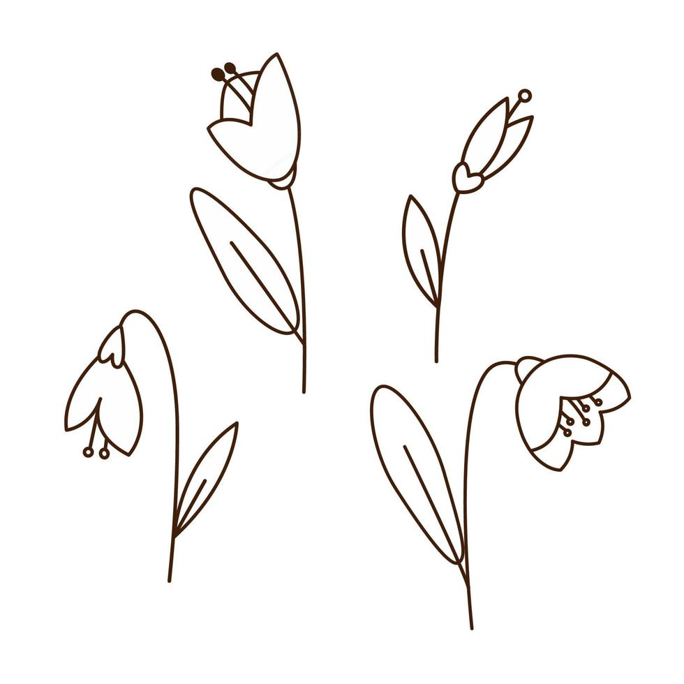 Snowdrop flowers drawing collection. Monochrome doodle outline
