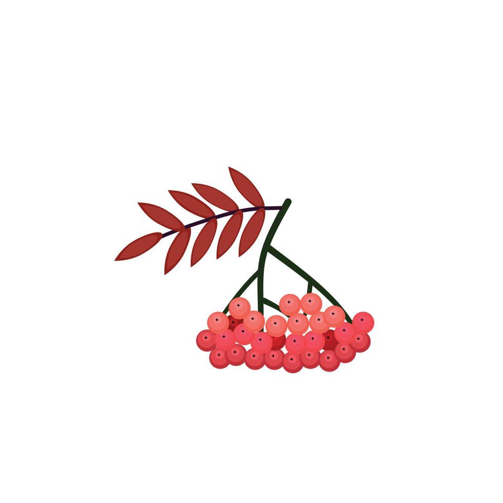 Rowan berries. Isolated rowan on white background vector