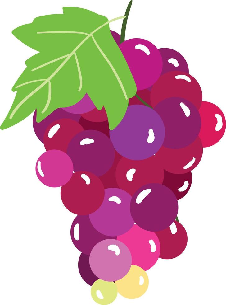 Purple sweet tasty fresh grapes vector