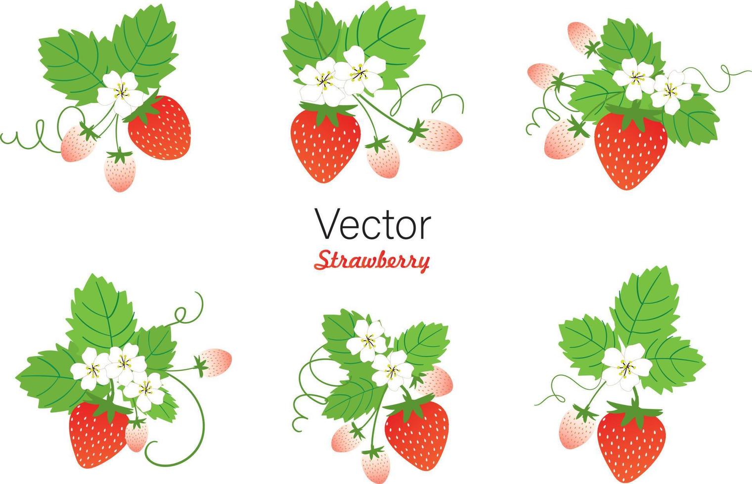 conjunto de frutas de verano stawberry vector