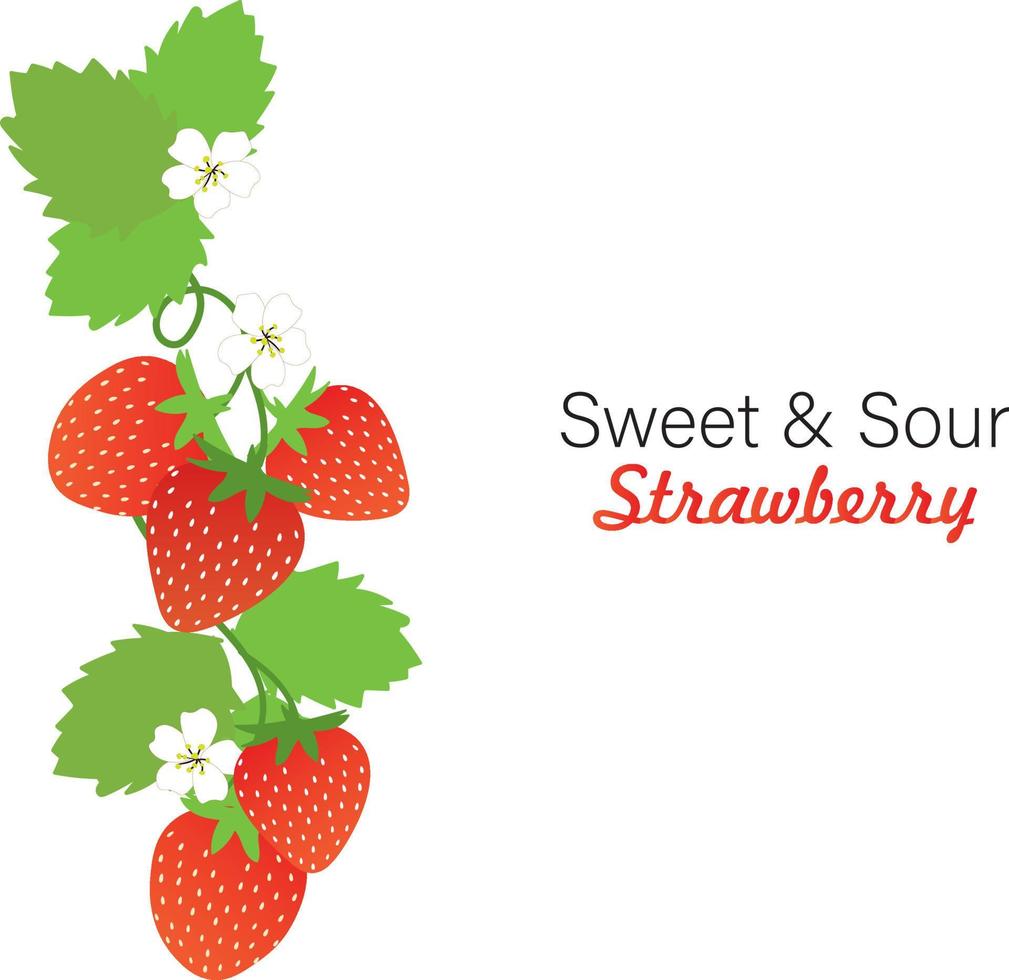 Set of Stawberry summer fruit vector