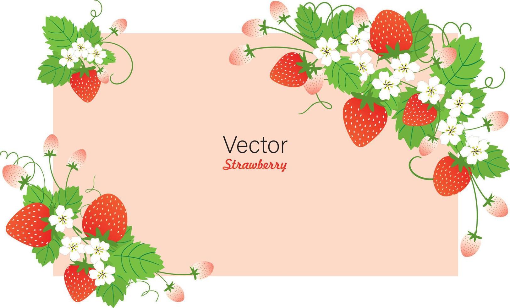 Set of Stawberry summer fruit vector