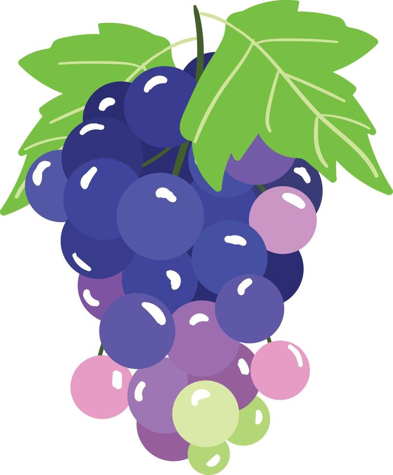 Purple sweet tasty fresh grapes vector