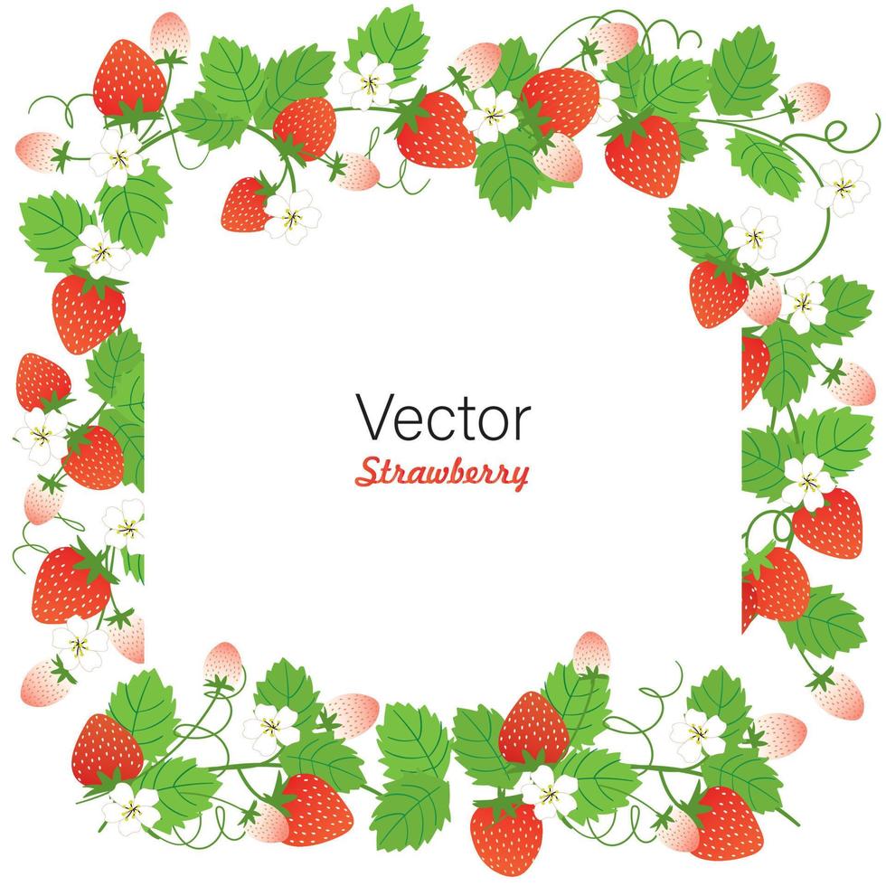 conjunto de frutas de verano stawberry vector