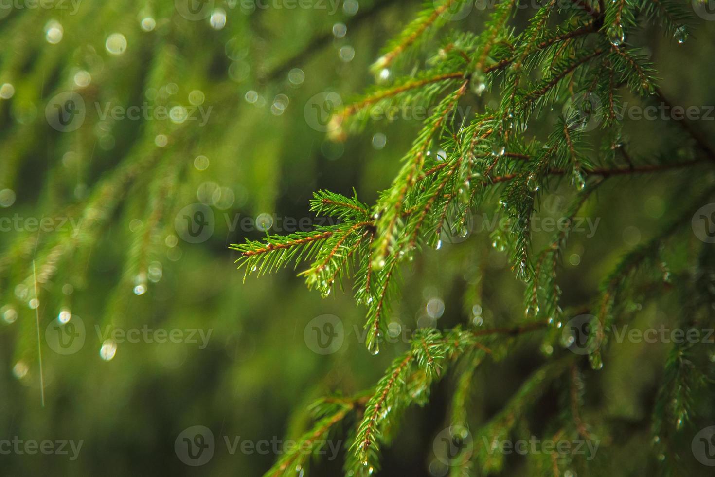 raindrops running down a pine photo