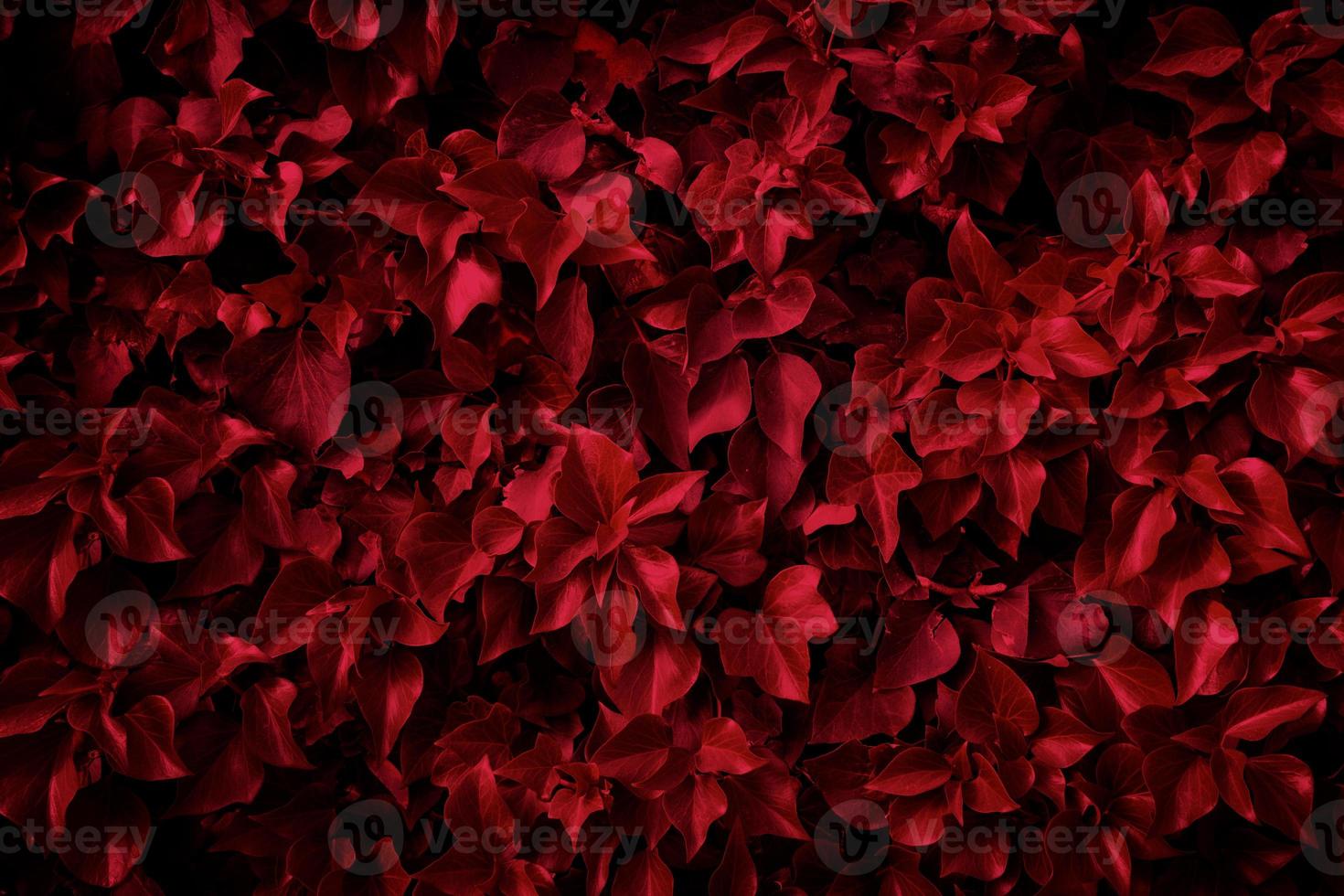 Photo of seasonal leaves with Viva Magenta color of the year. Texture background with nice pattern.