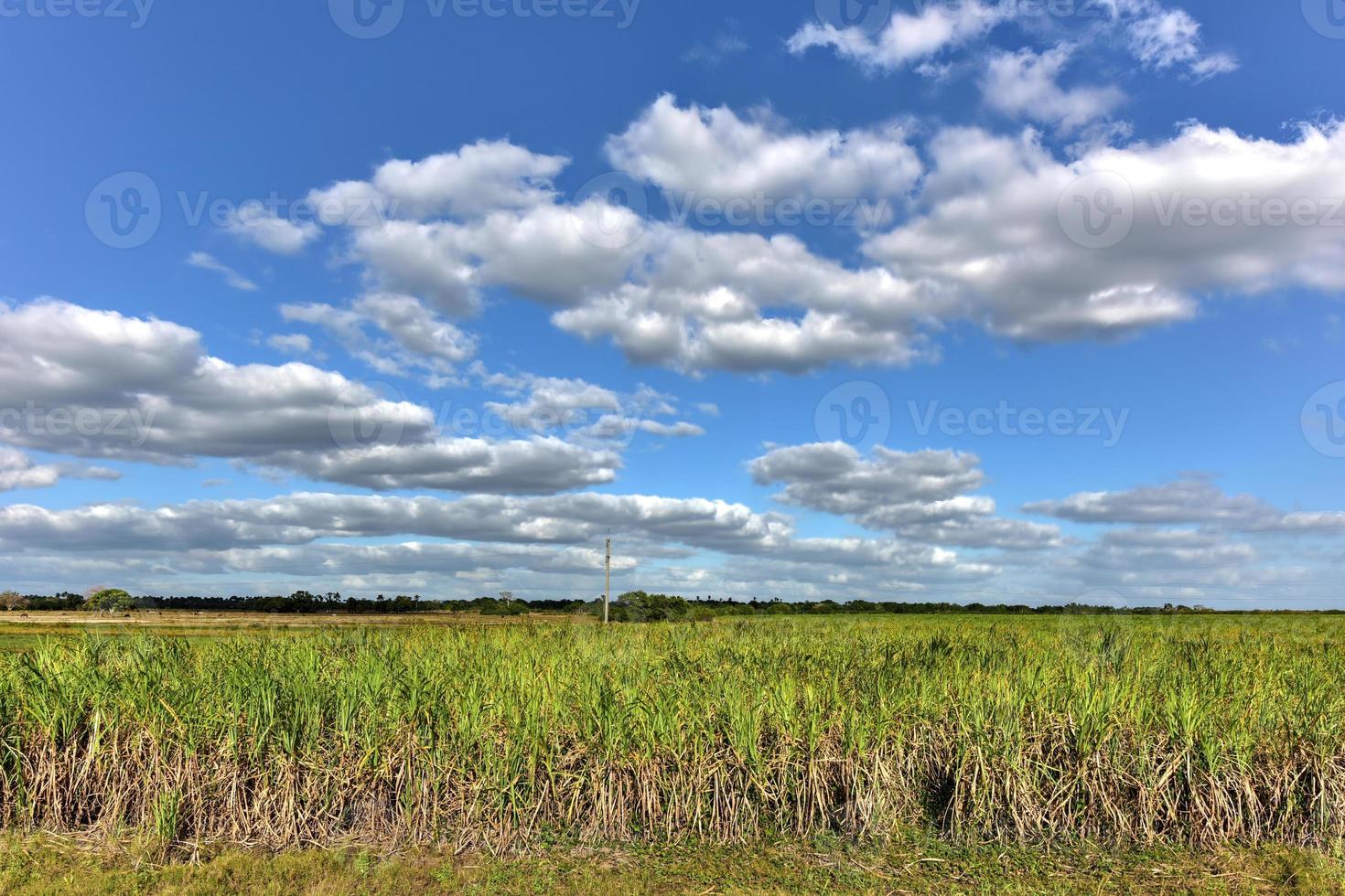 campos de caña de azúcar en una plantación en guayabales, cuba. foto