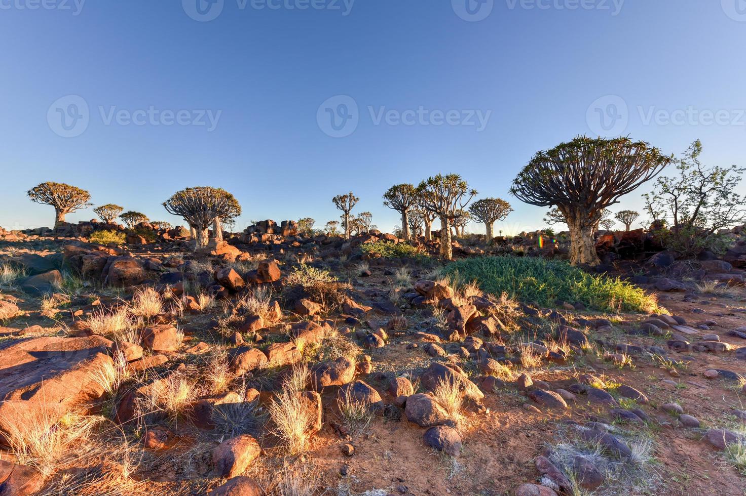 Quiver Tree Forest - Nambia photo