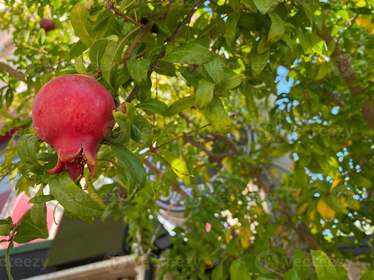 Natural red juicy ripe beautiful pomegranates on a pomegranate tree branch against the background of green tropical leaves. Background, texture photo