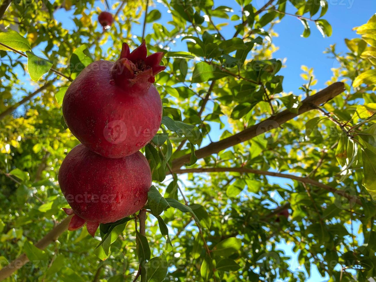 Natural red juicy ripe beautiful pomegranates on a pomegranate tree branch against the background of green tropical leaves. Background, texture photo