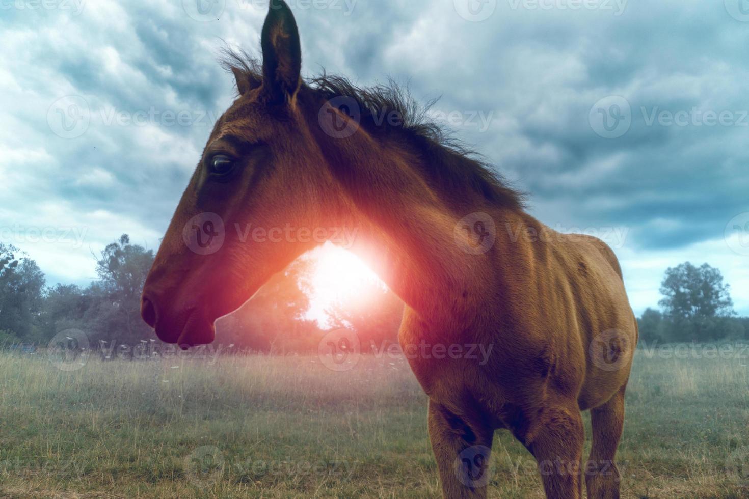 charming little workhorse amid a gray sky photo