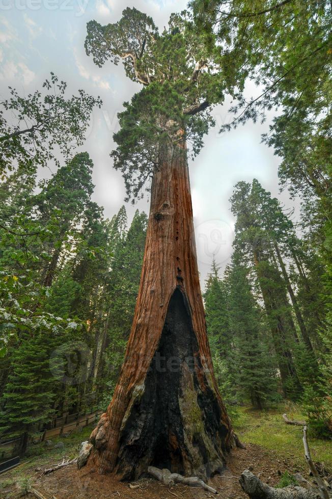 árbol secoya de general grant grove, una sección del parque nacional kings canyon foto