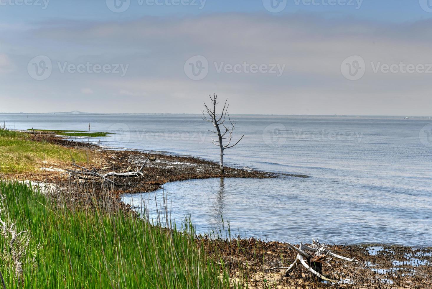 Sunken Forest in Fire Island, Long Island, New York. It is a rare ecological community of maritime holly forest comprised of a rare assemblage of plants on a barrier island in the Atlantic Ocean. photo