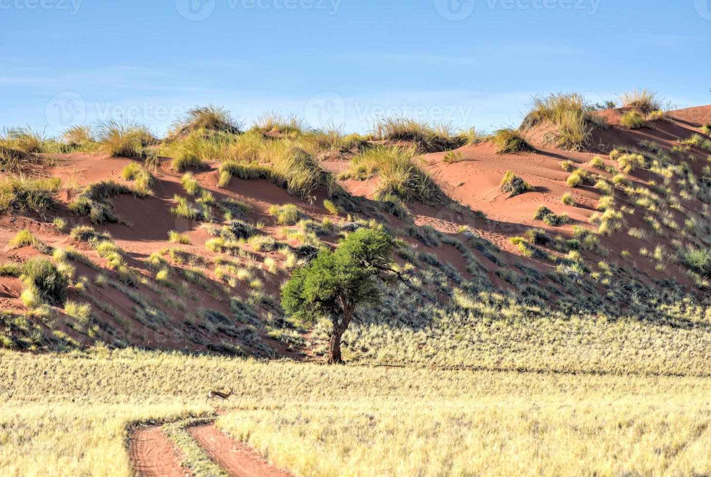 Desert Landscape - NamibRand, Namibia photo