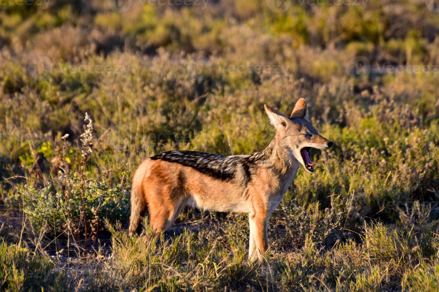 Jackal - Etosha, Namibia photo