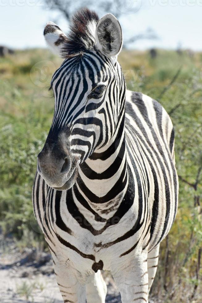 Zebra - Etosha, Namibia photo