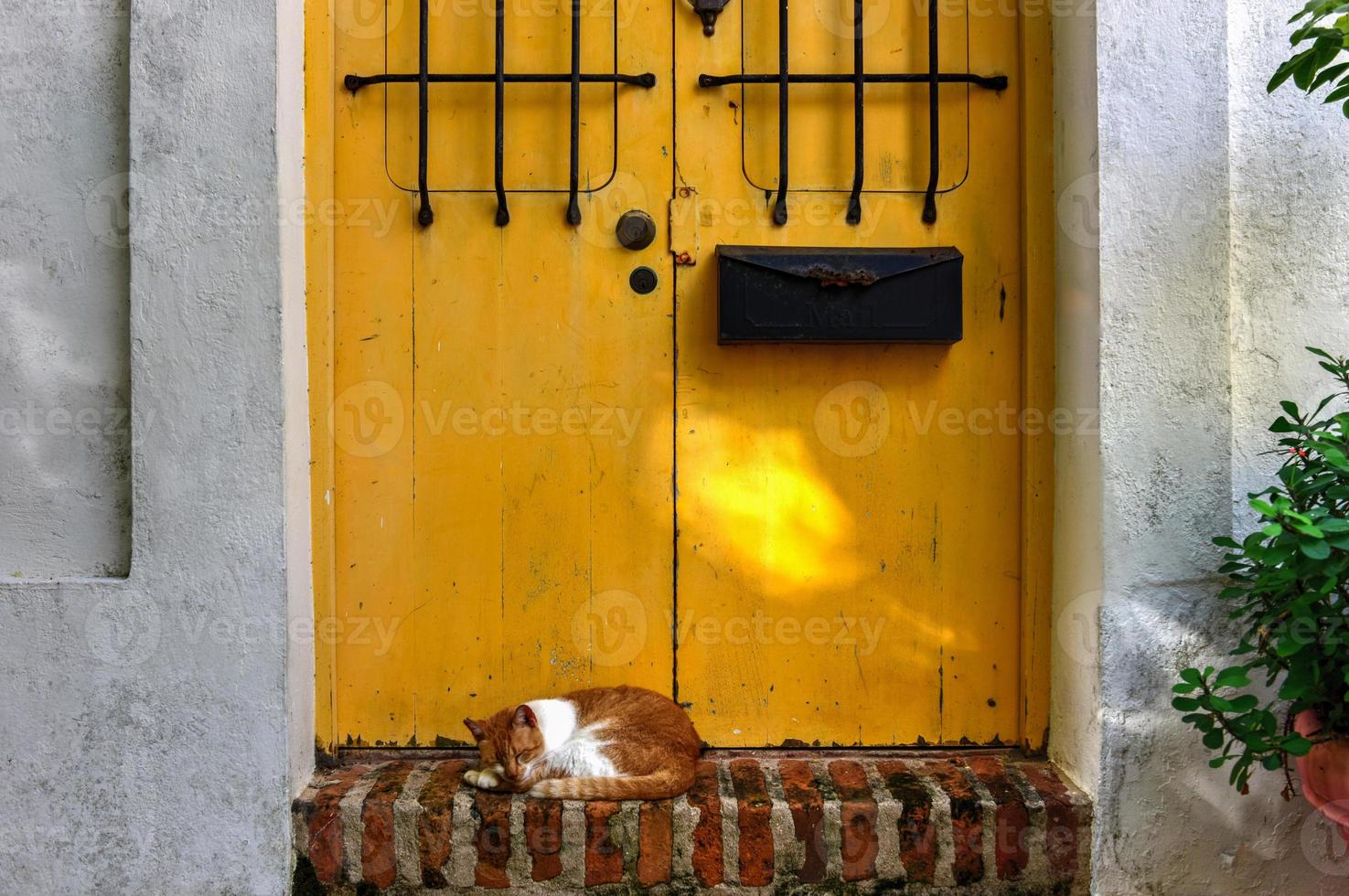 Cat on the streets of Old San Juan, Puerto Rico. photo