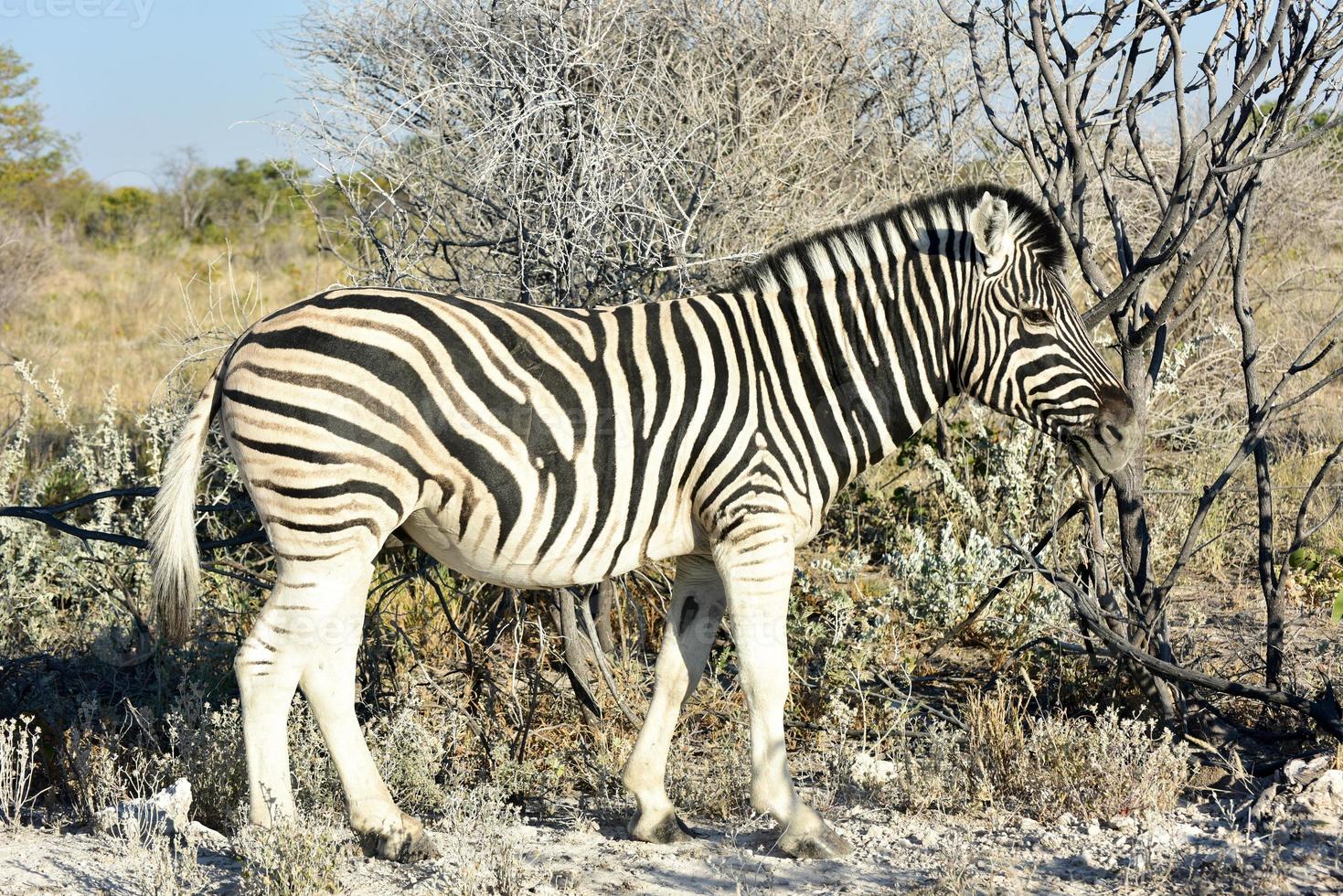 Zebra - Etosha, Namibia photo