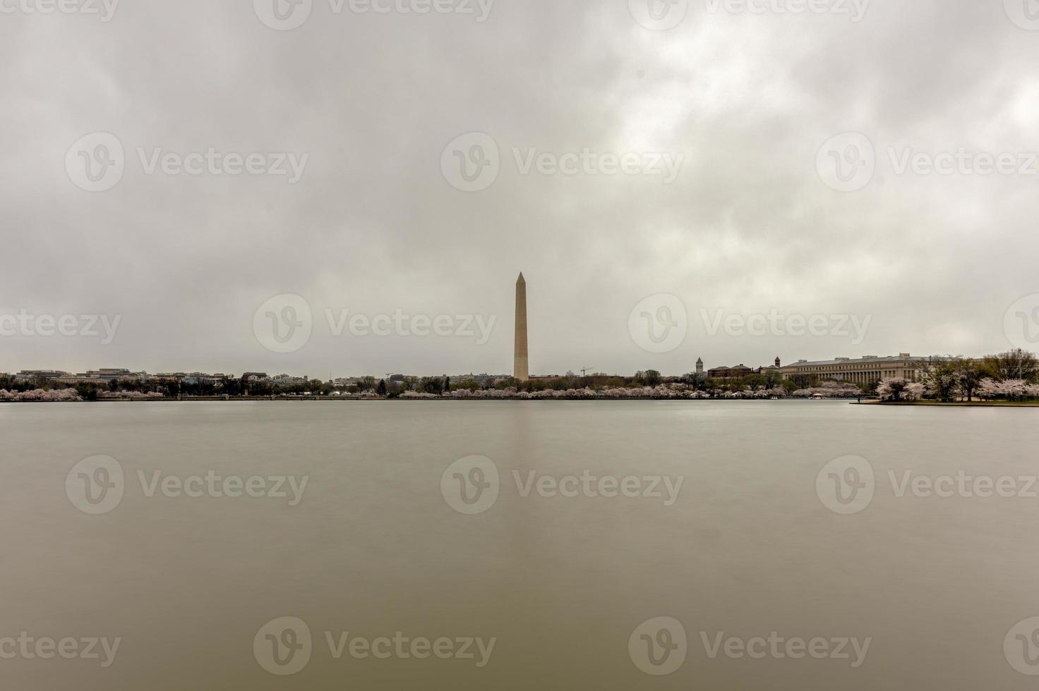 Cherry blossoms at the tidal basin with Washington Monument in spring season in Washington DC, USA. photo