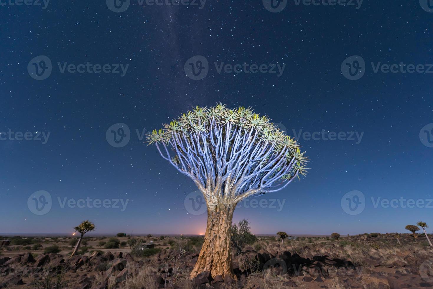 Quiver Tree Forest - Nambia photo
