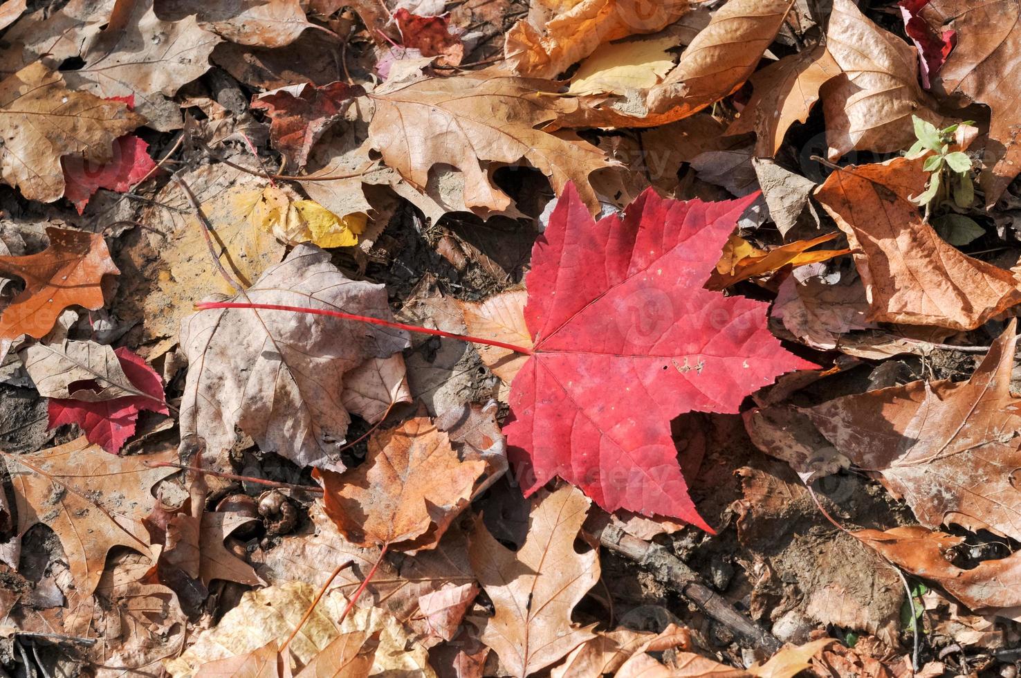 Red Maple leaf in Mount Washington State Forest during Autumn. photo