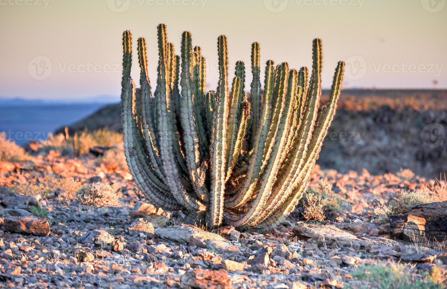 Cactus - Namibia photo