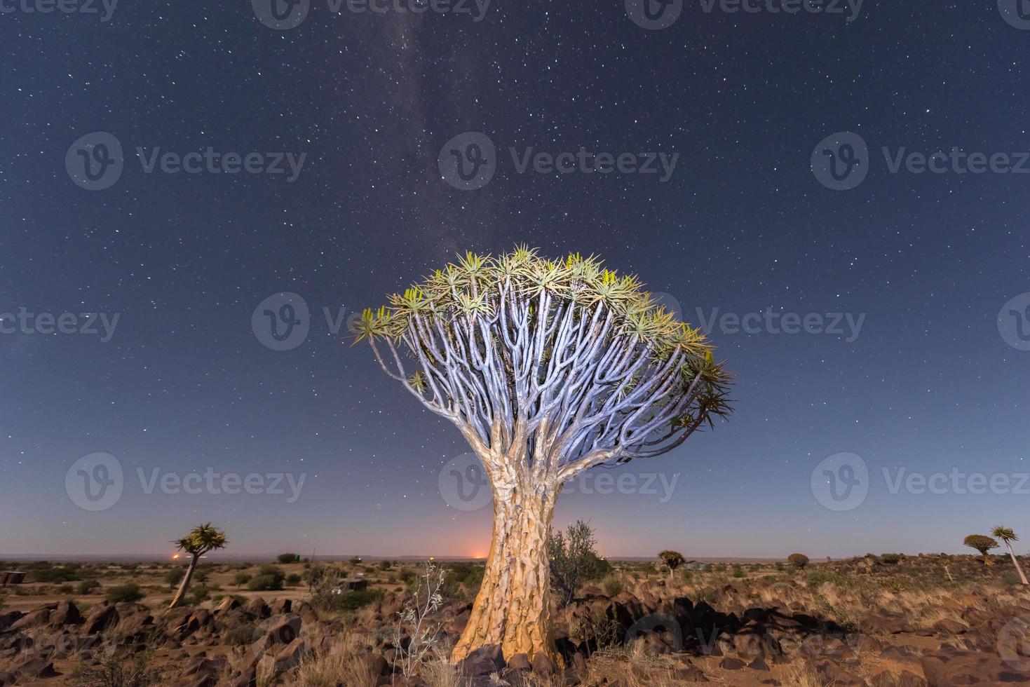 Quiver Tree Forest - Nambia photo
