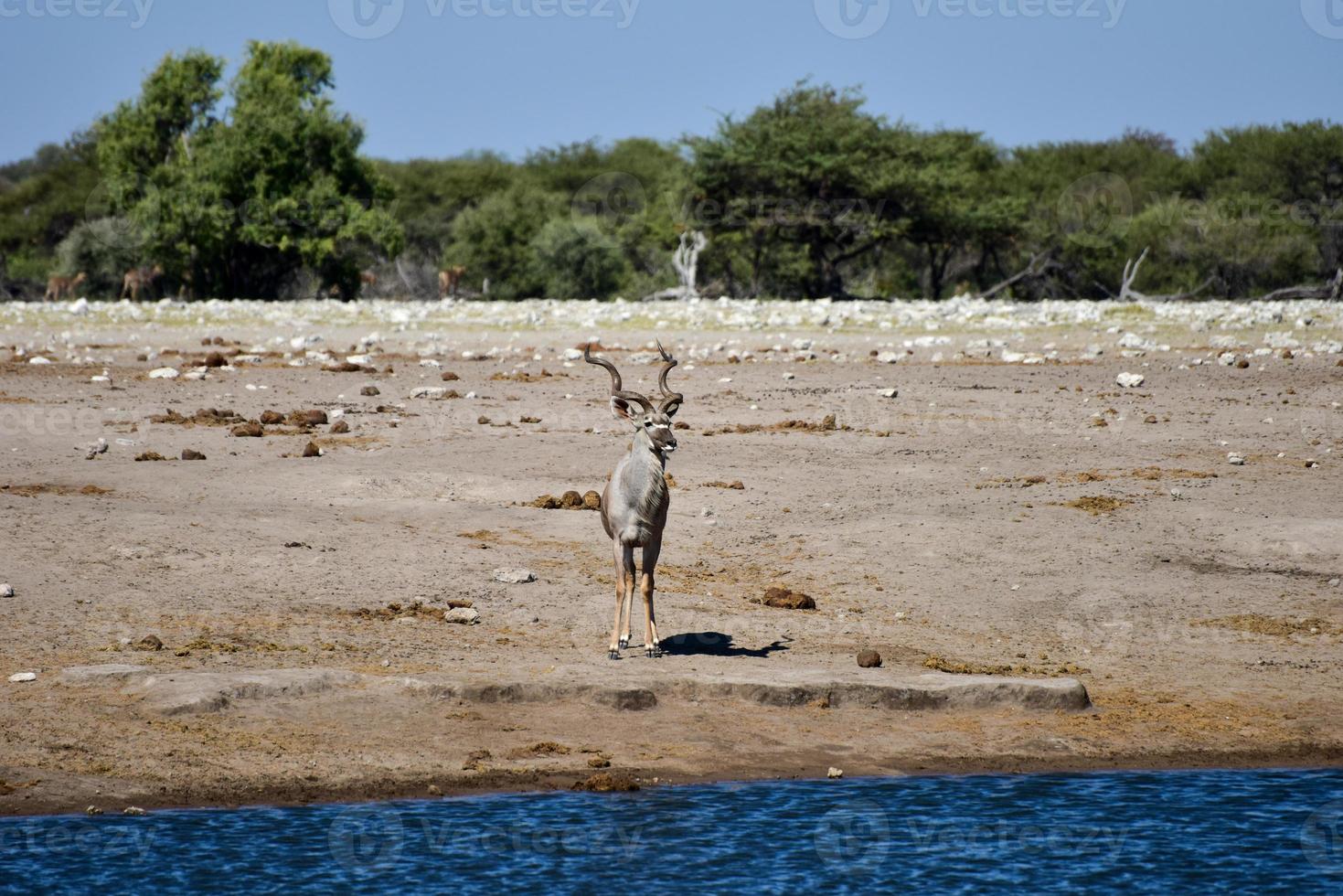 Kudu - Etosha, Namibia photo